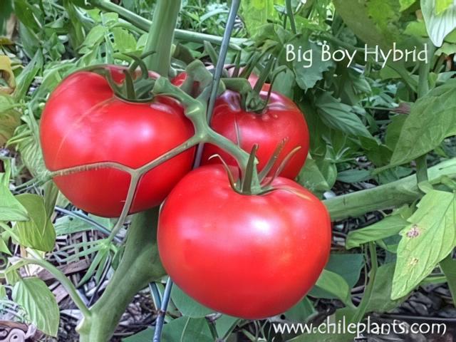 Tomato Big Boy - View 18 from www redcrocus com
