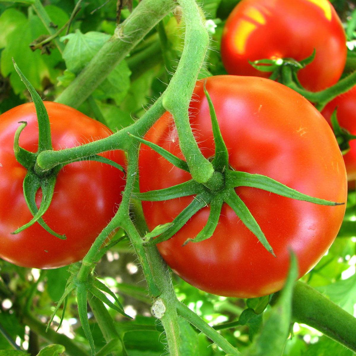 Tomato Big Boy - View 2 from www redcrocus com