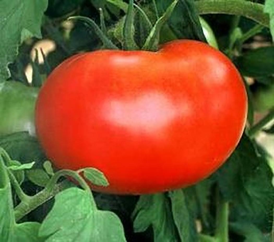 Tomato Big Boy - View 4 from www redcrocus com