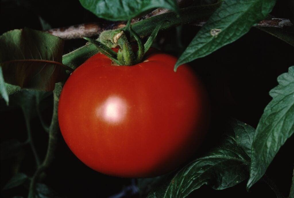 Tomato Big Boy - View 5 from www redcrocus com