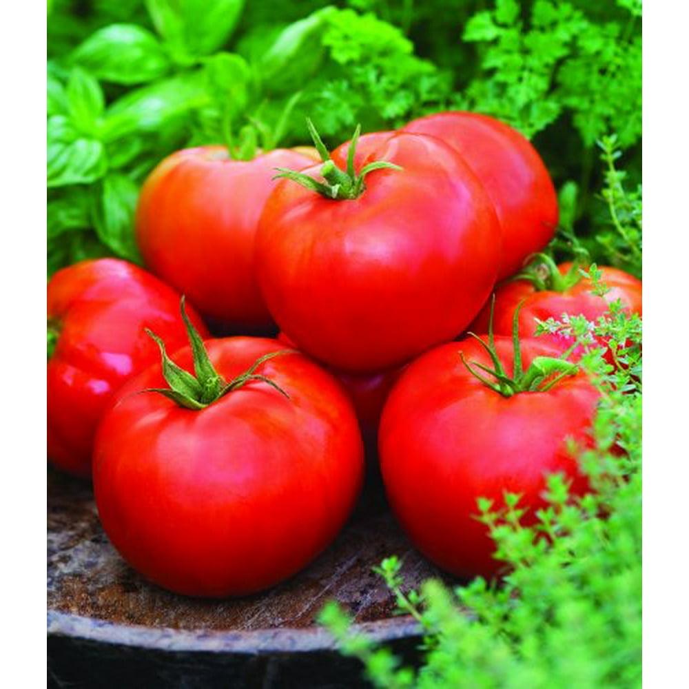 Tomato Big Boy - View 6 from www redcrocus com