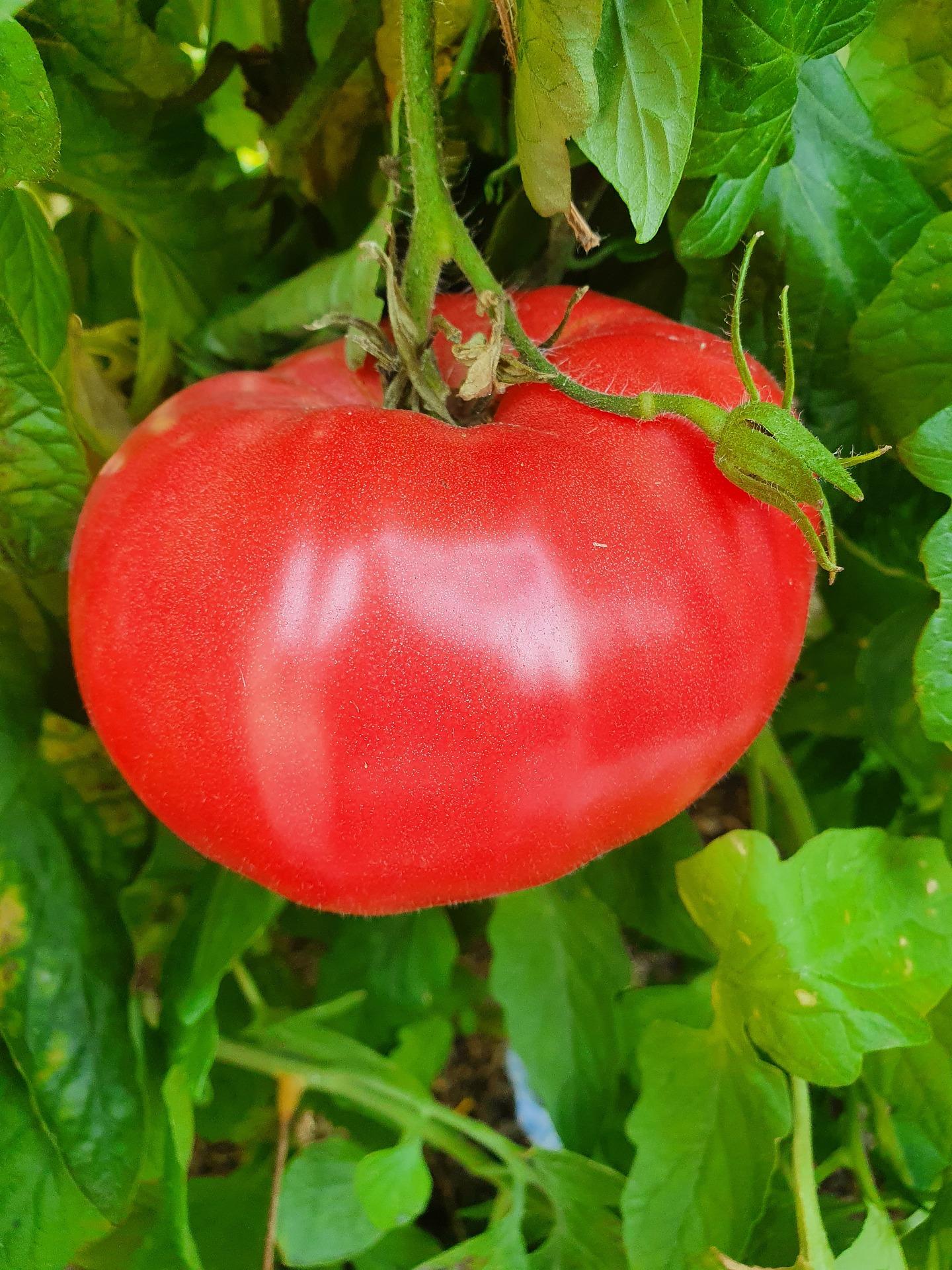 Tomato Big Boy - View 8 from www redcrocus com