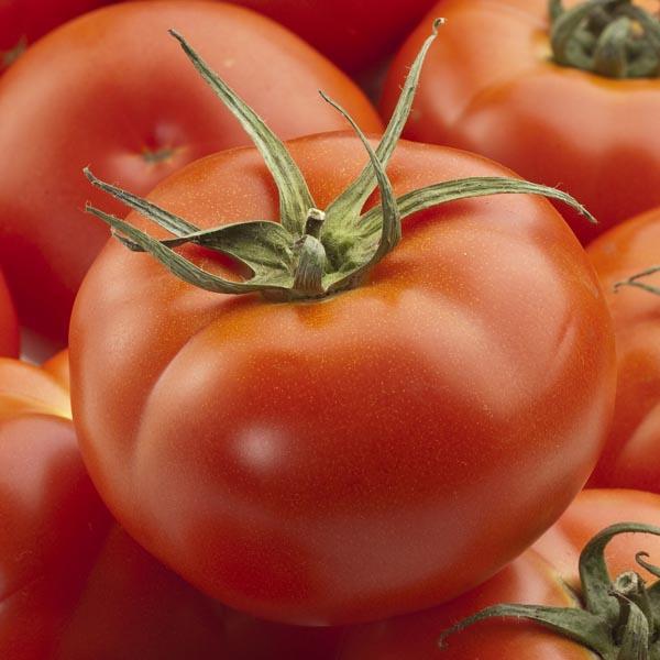 Tomato Big Boy - View 9 from www redcrocus com