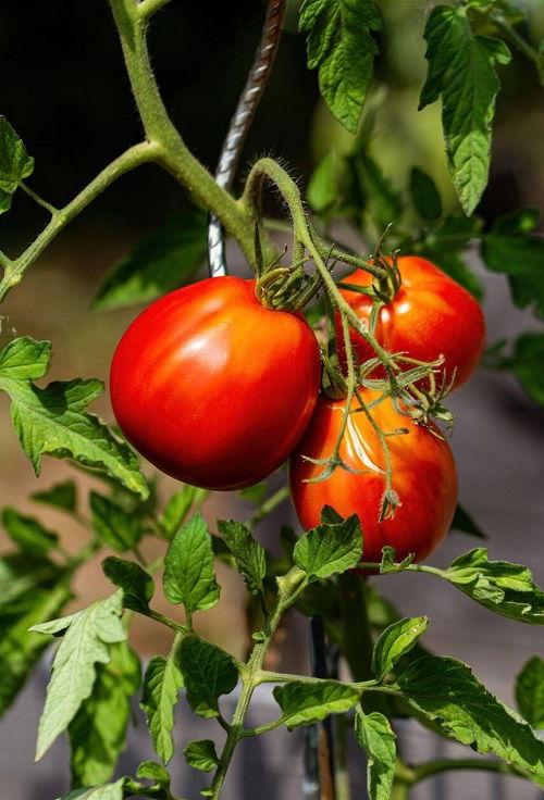 Tomato Jet Star - View 11 from www redcrocus com