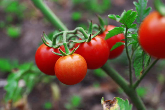 Tomato Sweet 100 - View 10 from www redcrocus com