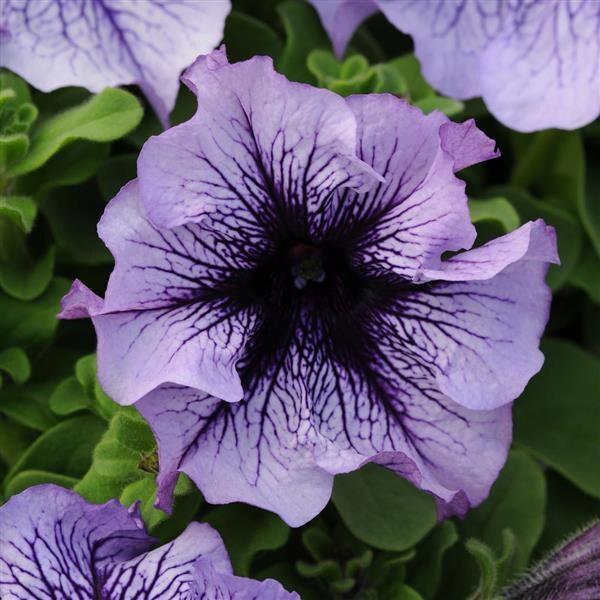 Petunia 'madness Sugar' - View 10 from www redcrocus com