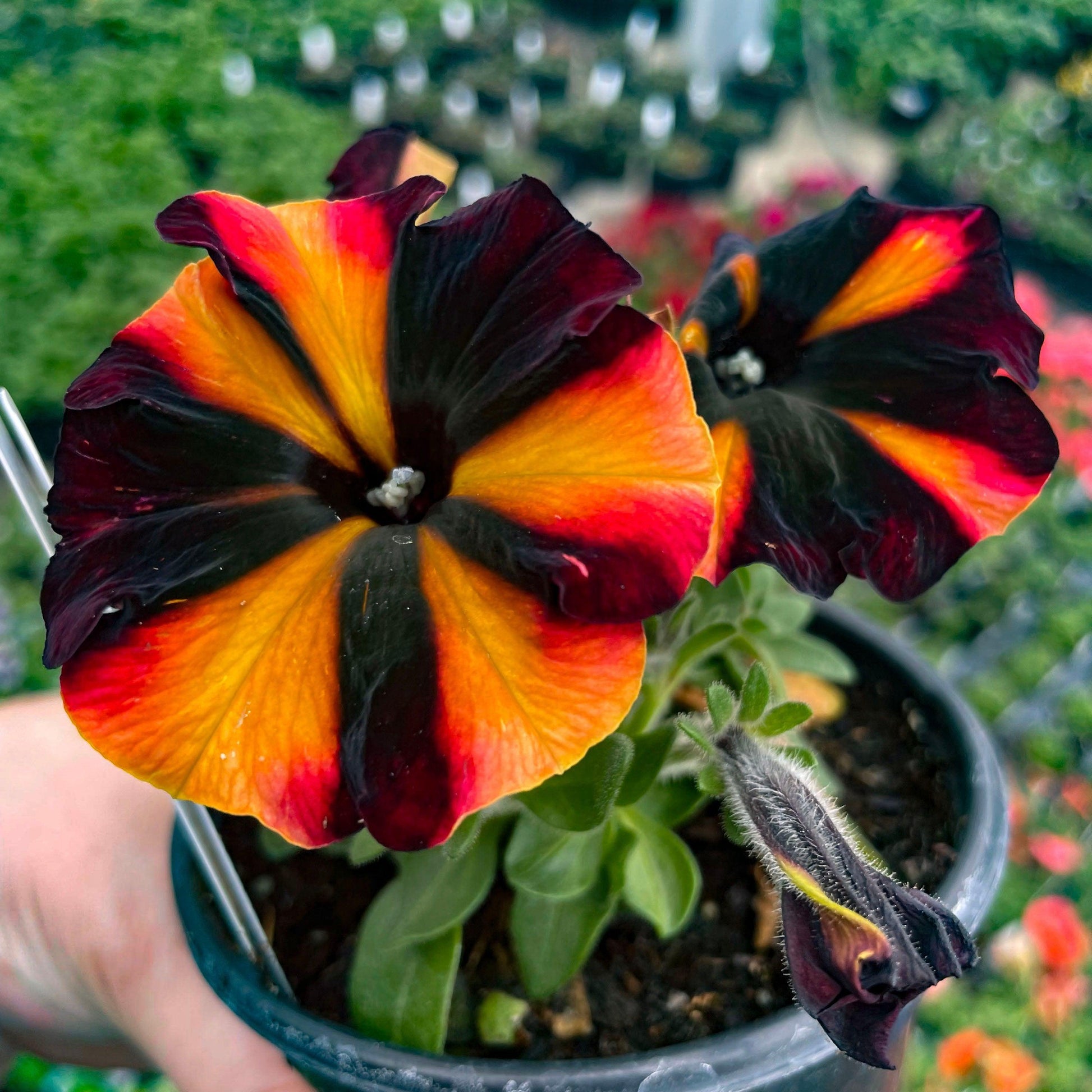 Petunia 'madness Sugar' - View 11 from www redcrocus com
