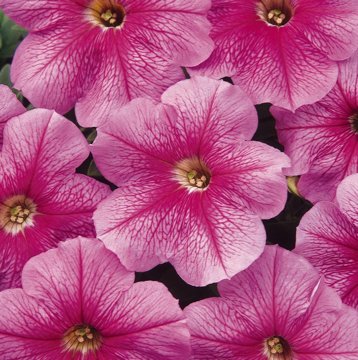 Petunia 'madness Sugar' - View 14 from www redcrocus com