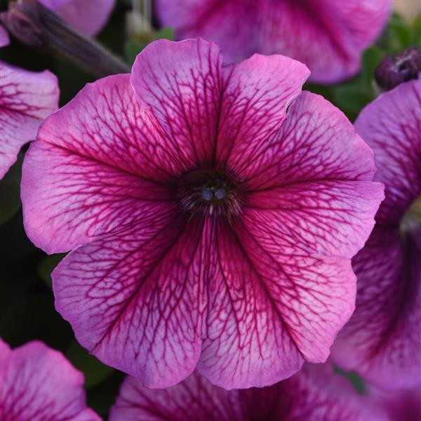 Petunia 'madness Sugar' - View 1 from www redcrocus com