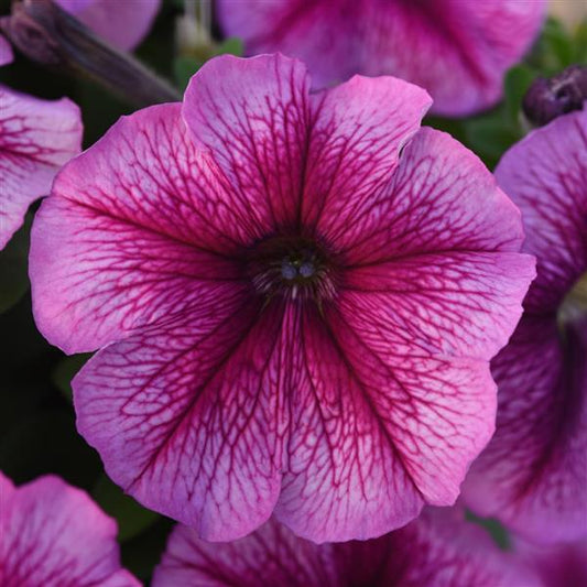 Petunia 'madness Sugar' - View 1 from www redcrocus com