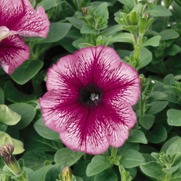 Petunia 'madness Sugar' - View 2 from www redcrocus com