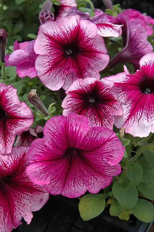 Petunia 'madness Sugar' - View 3 from www redcrocus com