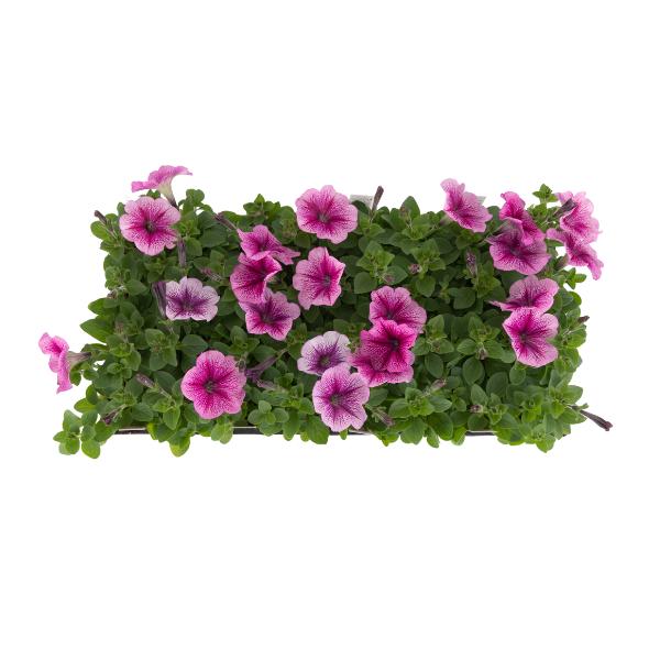 Petunia 'madness Sugar' - View 4 from www redcrocus com