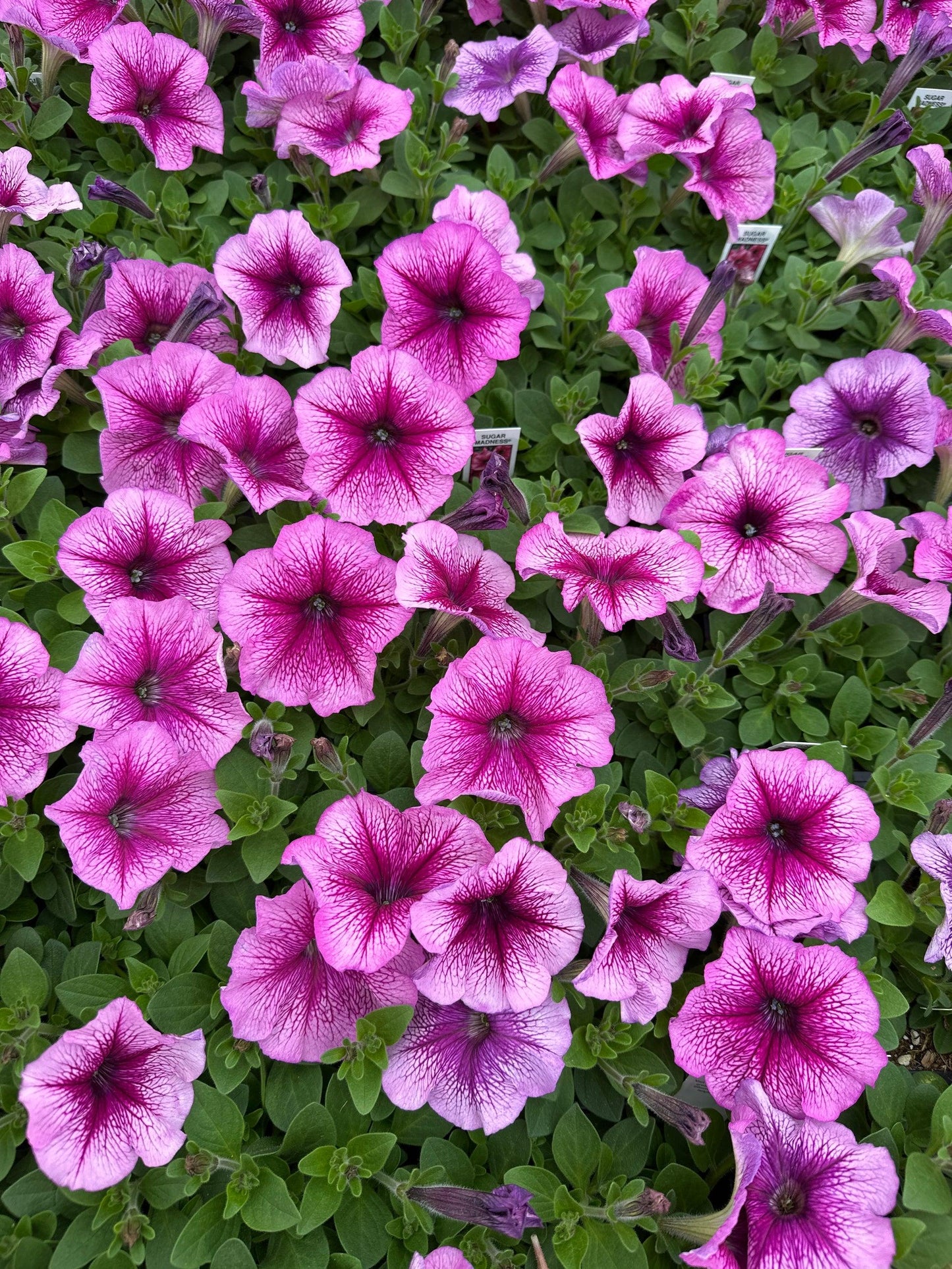 Petunia 'madness Sugar' - View 5 from www redcrocus com