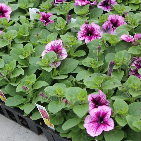 Petunia 'madness Sugar' - View 6 from www redcrocus com