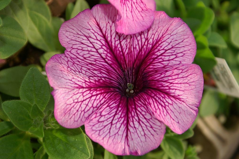 Petunia 'madness Sugar' - View 7 from www redcrocus com