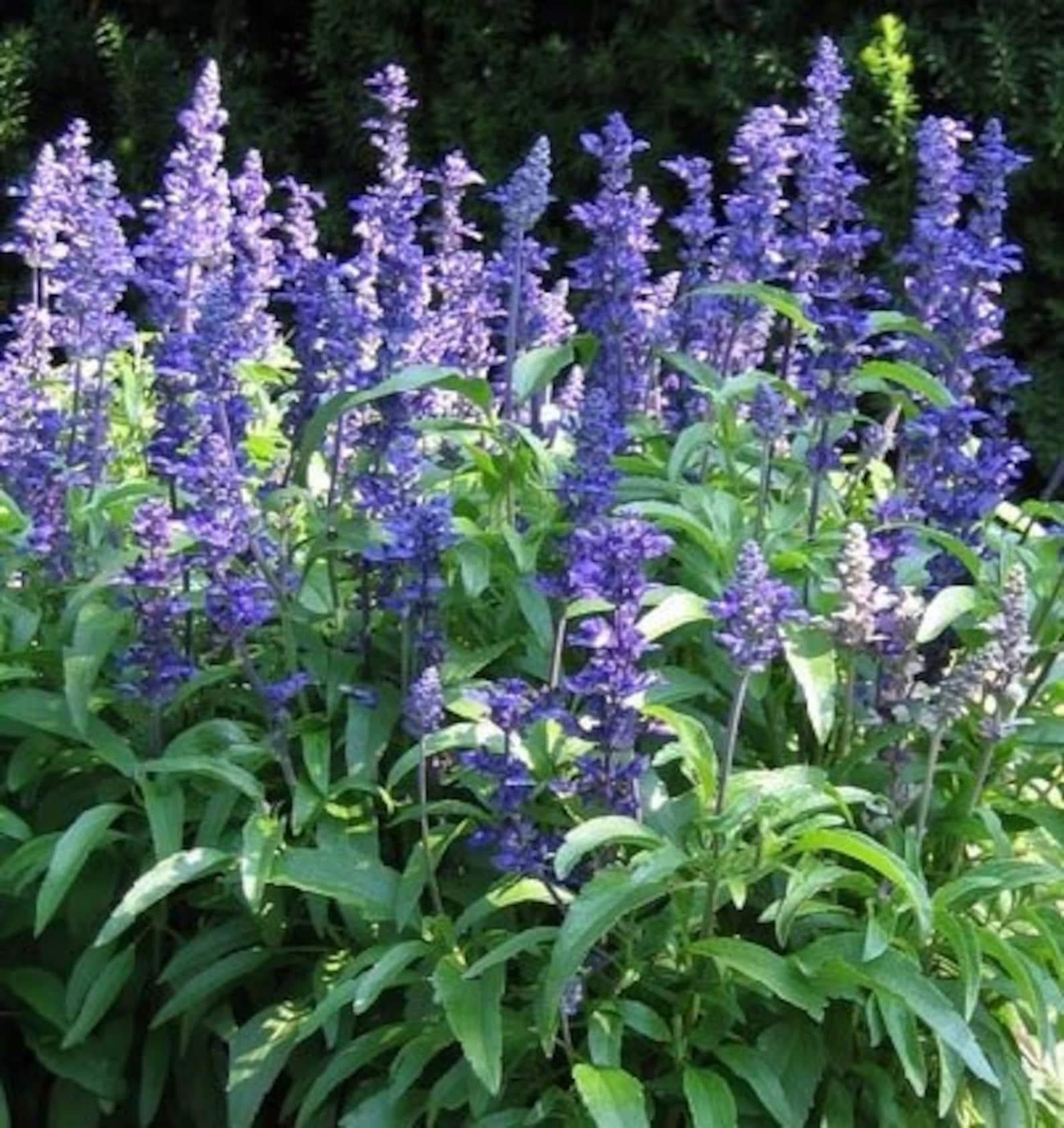 Salvia Farinacea Victoria Blue - View 18 from www redcrocus com