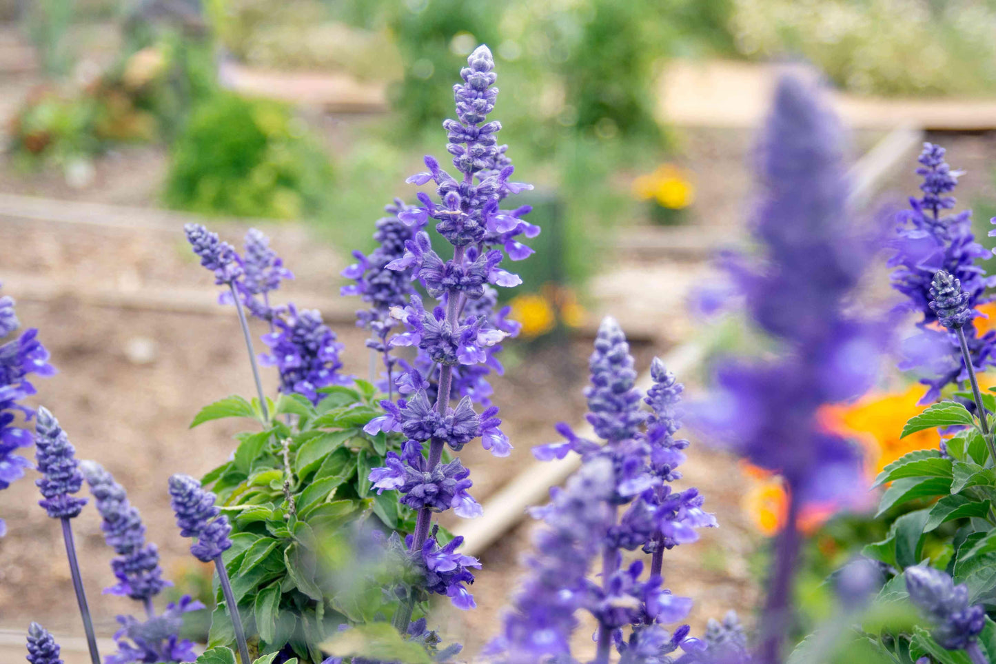 Salvia Farinacea Victoria Blue - View 3 from www redcrocus com