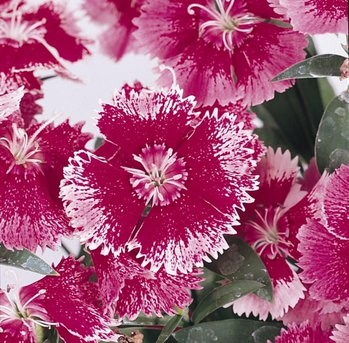 Dianthus Floral Lace Merlot Mix - View 13 from www redcrocus com