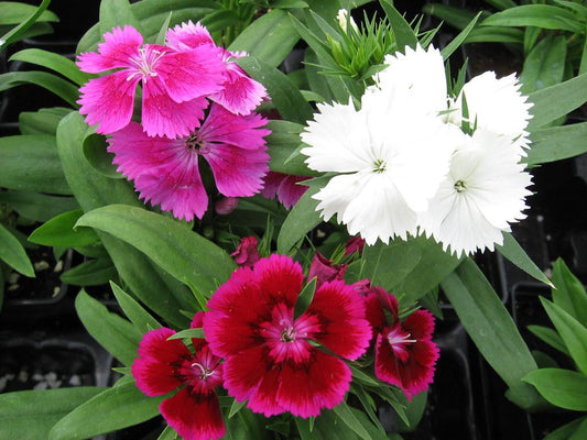 Dianthus Floral Lace Merlot Mix - View 1 from www redcrocus com