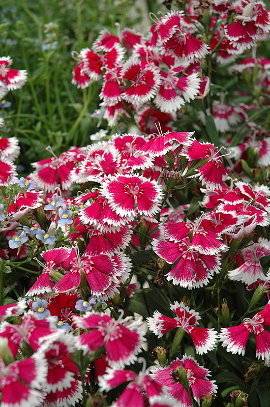Dianthus Floral Lace Merlot Mix - View 6 from www redcrocus com