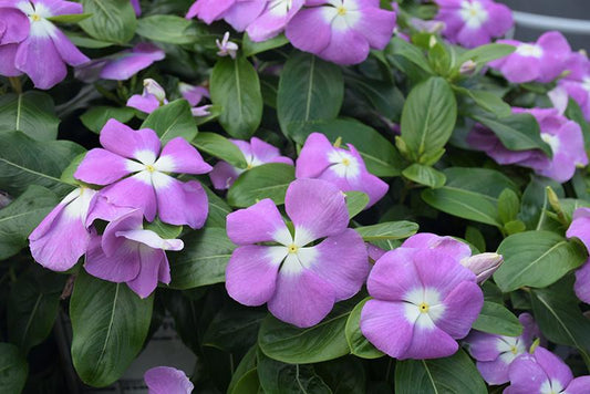 Vinca Titan Lavender Blue Halo - View 10 from www redcrocus com