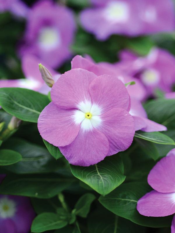 Vinca Titan Lavender Blue Halo - View 13 from www redcrocus com