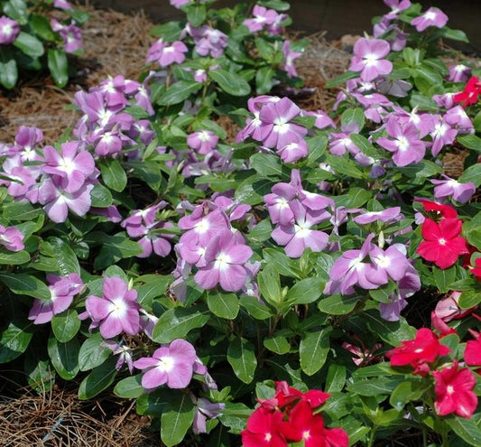 Vinca Titan Lavender Blue Halo - View 1 from www redcrocus com