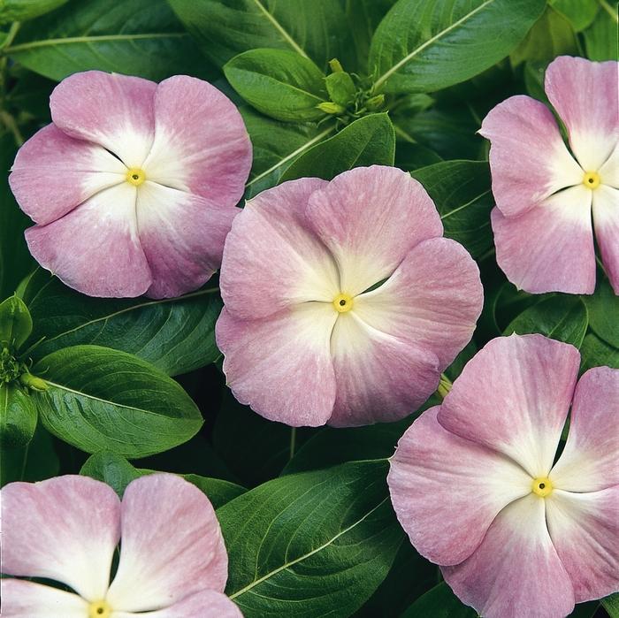 Vinca Titan Lavender Blue Halo - View 4 from www redcrocus com