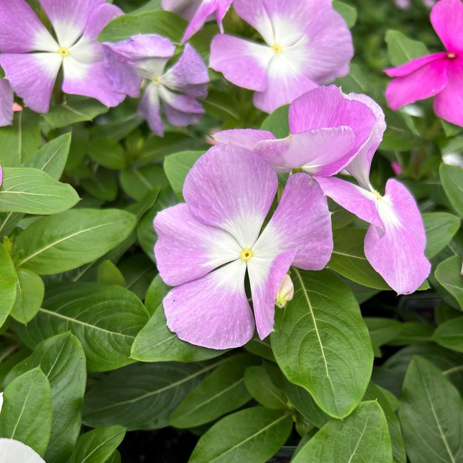 Vinca Titan Lavender Blue Halo - View 6 from www redcrocus com
