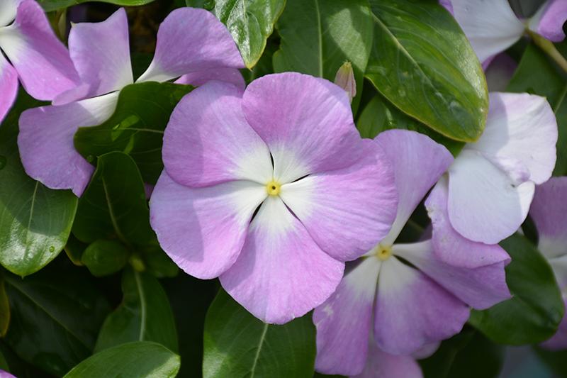 Vinca Titan Lavender Blue Halo - View 8 from www redcrocus com
