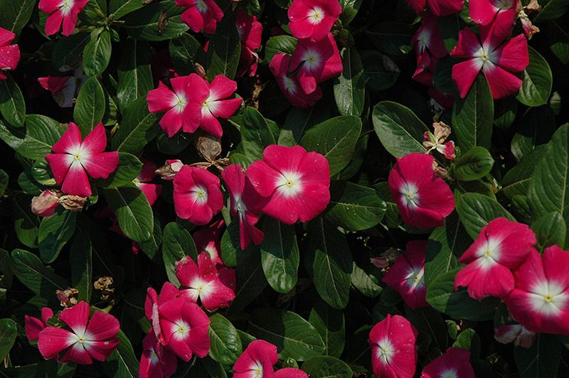 Vinca Titan Rose - View 10 from www redcrocus com