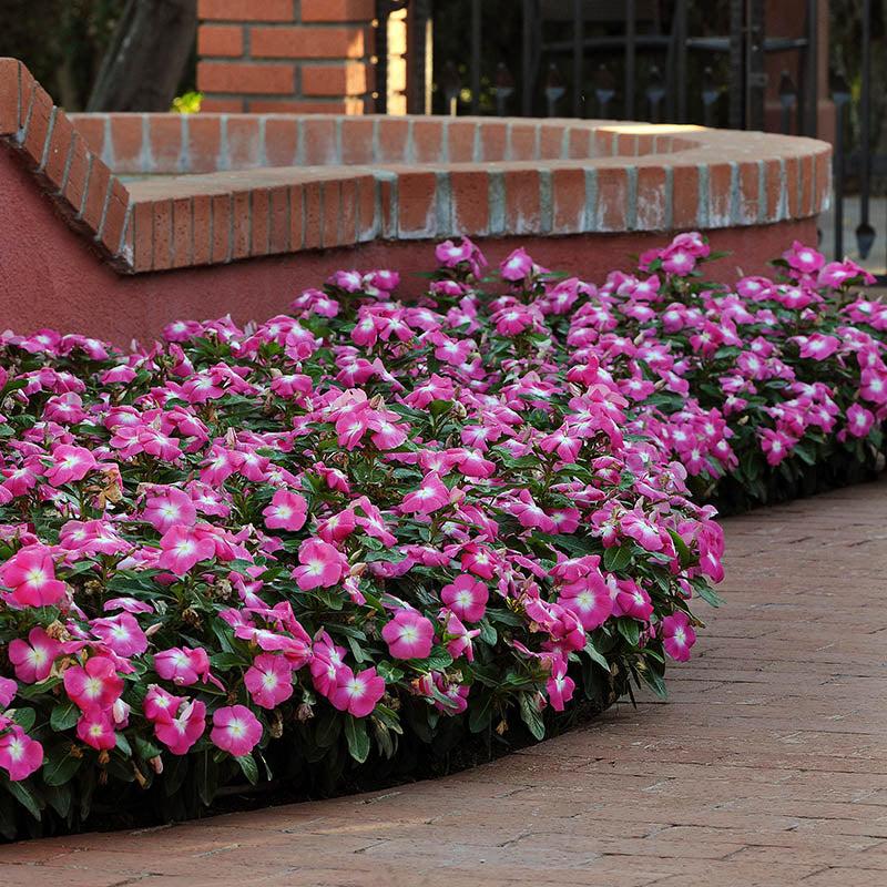 Vinca Titan Rose - View 11 from www redcrocus com