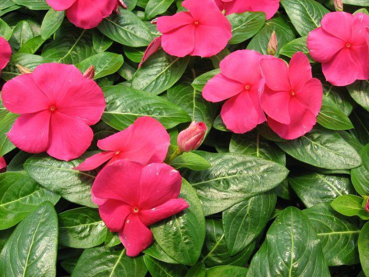 Vinca Titan Rose - View 12 from www redcrocus com