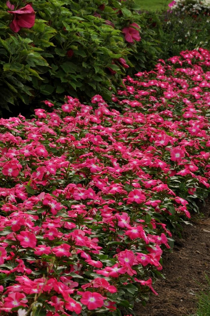 Vinca Titan Rose - View 13 from www redcrocus com