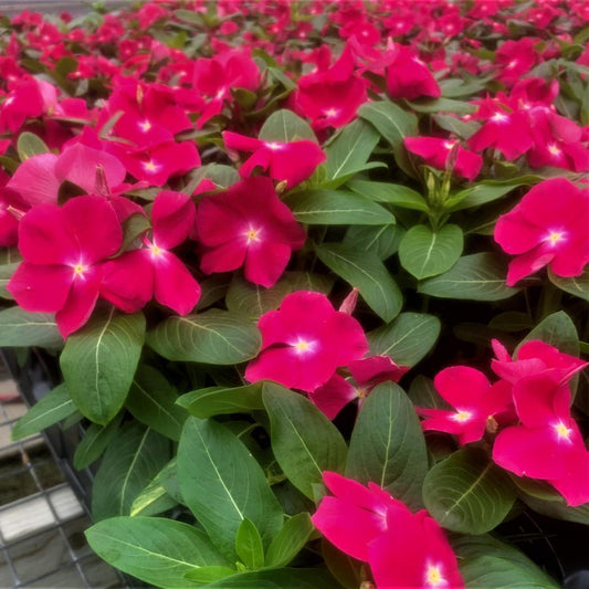 Vinca Titan Rose - View 1 from www redcrocus com