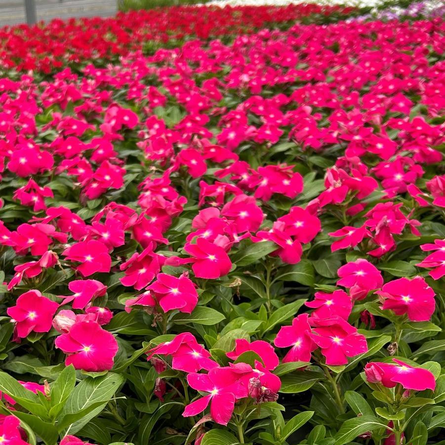 Vinca Titan Rose - View 2 from www redcrocus com