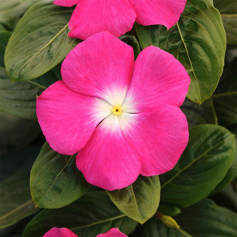Vinca Titan Rose - View 3 from www redcrocus com