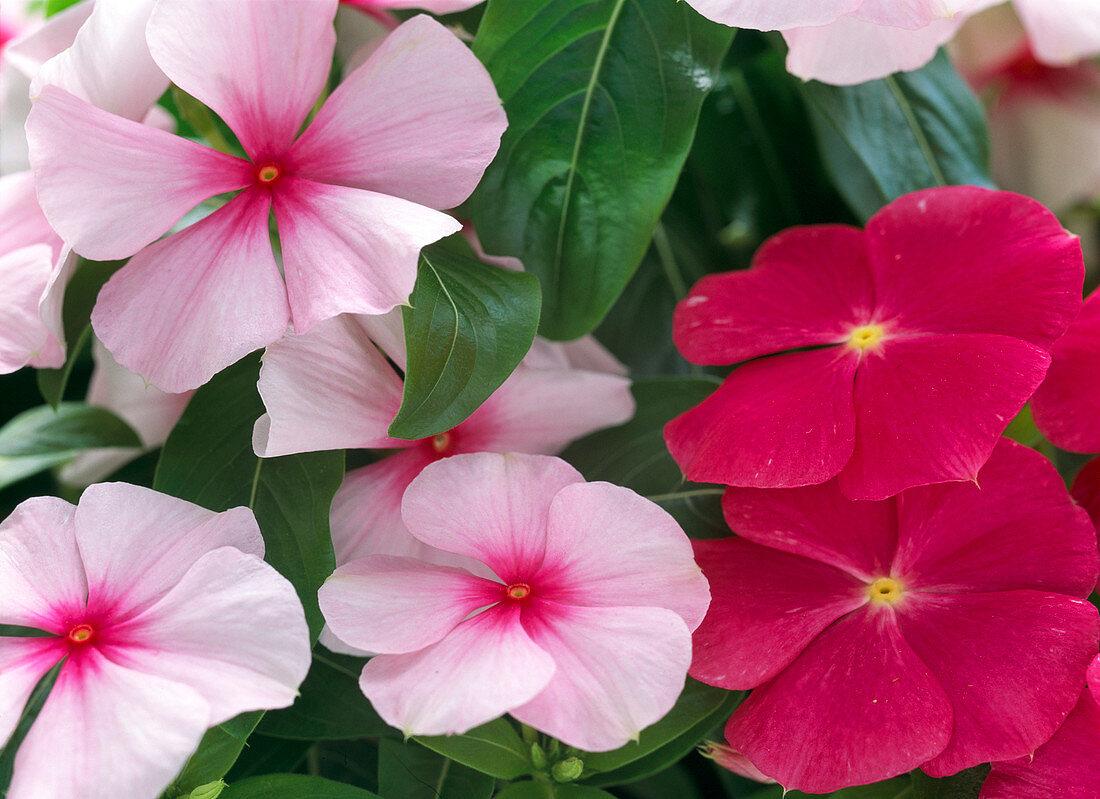 Vinca Titan Rose - View 4 from www redcrocus com