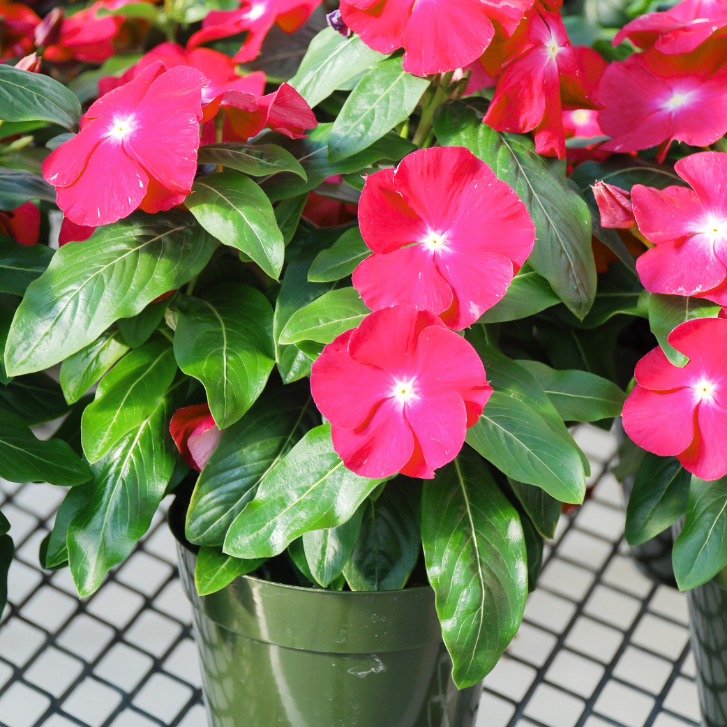 Vinca Titan Rose - View 7 from www redcrocus com