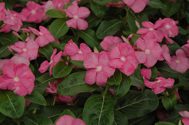 Vinca Titan Rose - View 8 from www redcrocus com