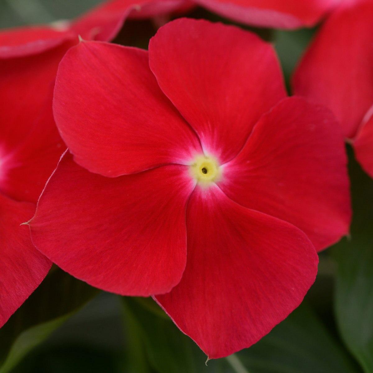 Vinca Titan Rose - View 9 from www redcrocus com