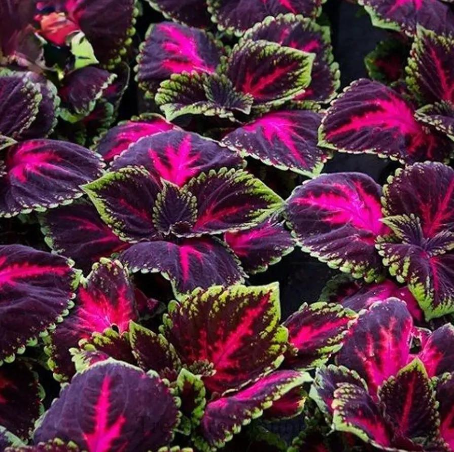 Coleus Kong Red - View 16 from www redcrocus com