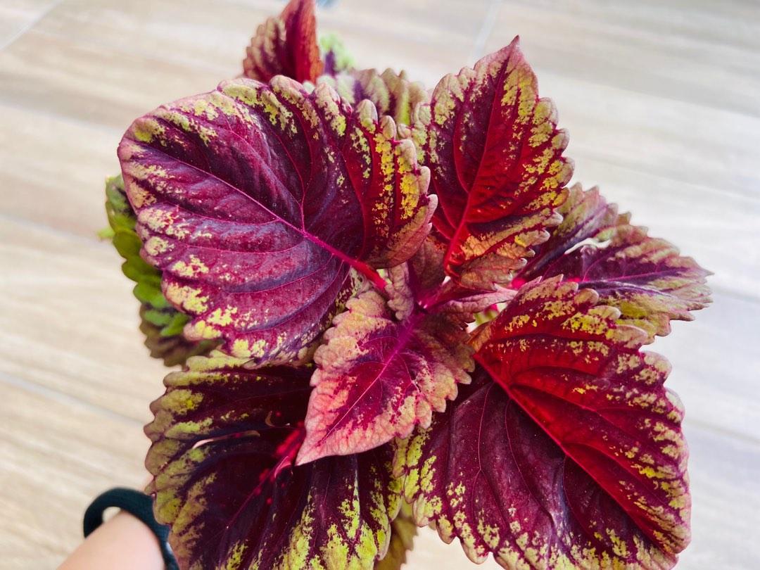 Coleus Kong Red - View 17 from www redcrocus com