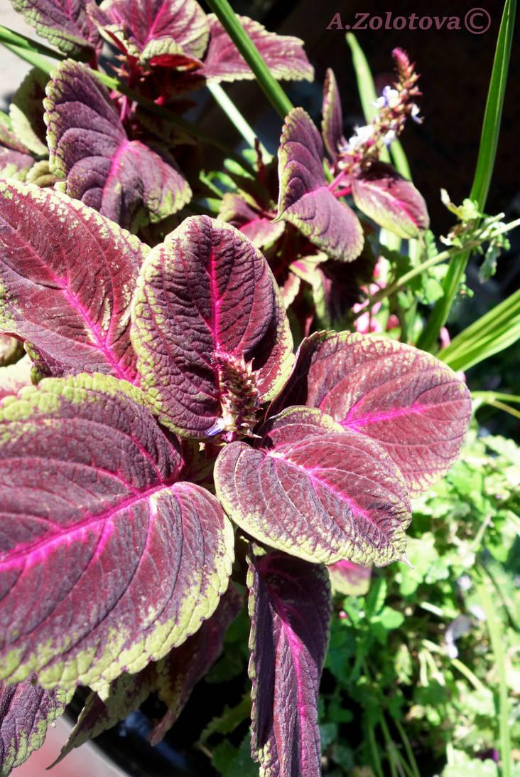 Coleus Kong Red - View 9 from www redcrocus com