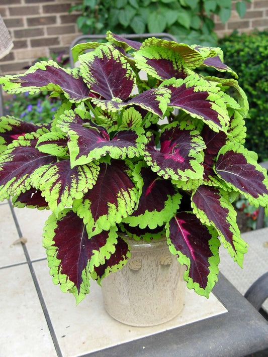 Coleus Kong Rose - View 1 from www redcrocus com