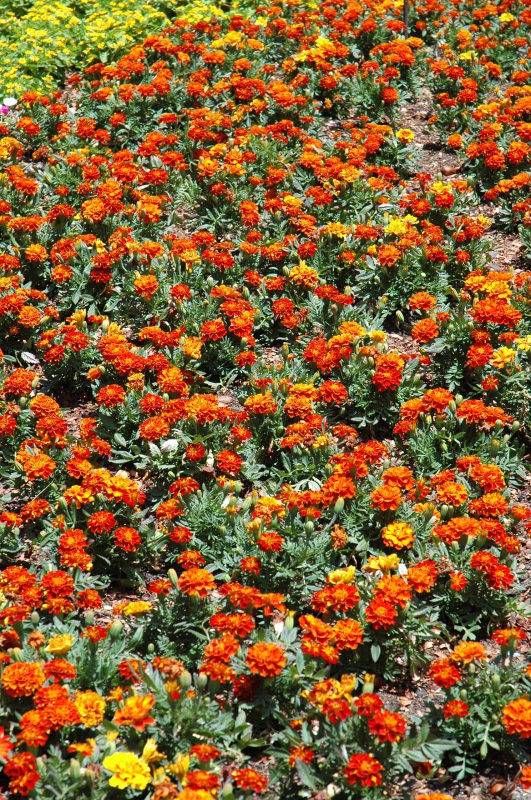 Marigold Durango Red - View 10 from www redcrocus com
