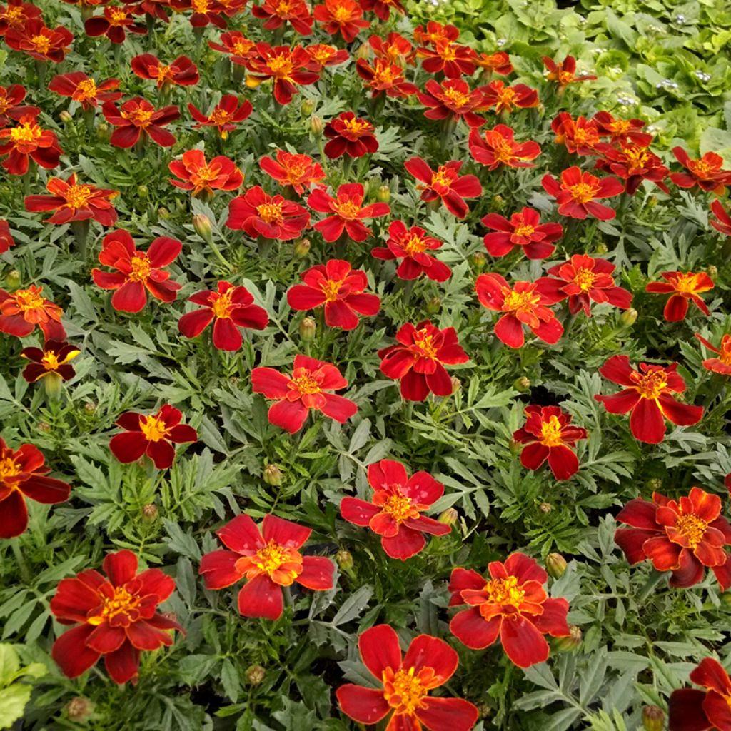 Marigold Durango Red - View 11 from www redcrocus com