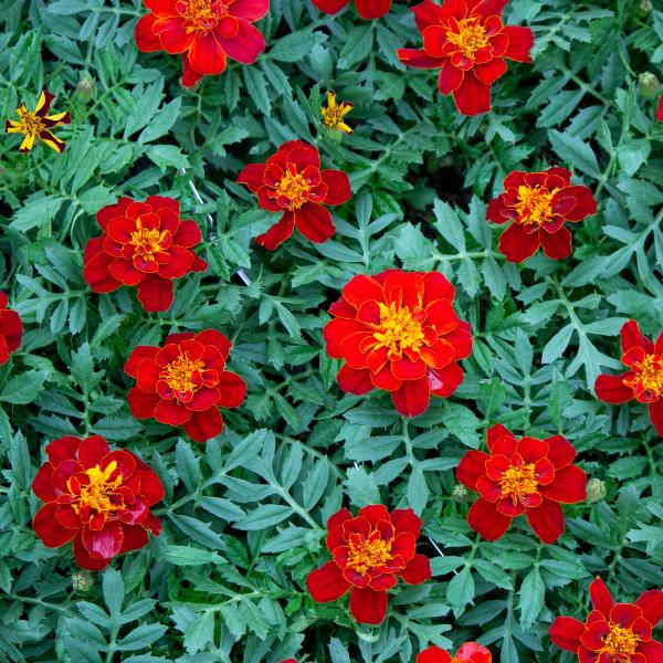 Marigold Durango Red - View 12 from www redcrocus com