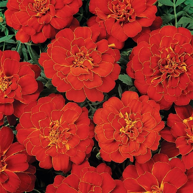 Marigold Durango Red - View 13 from www redcrocus com